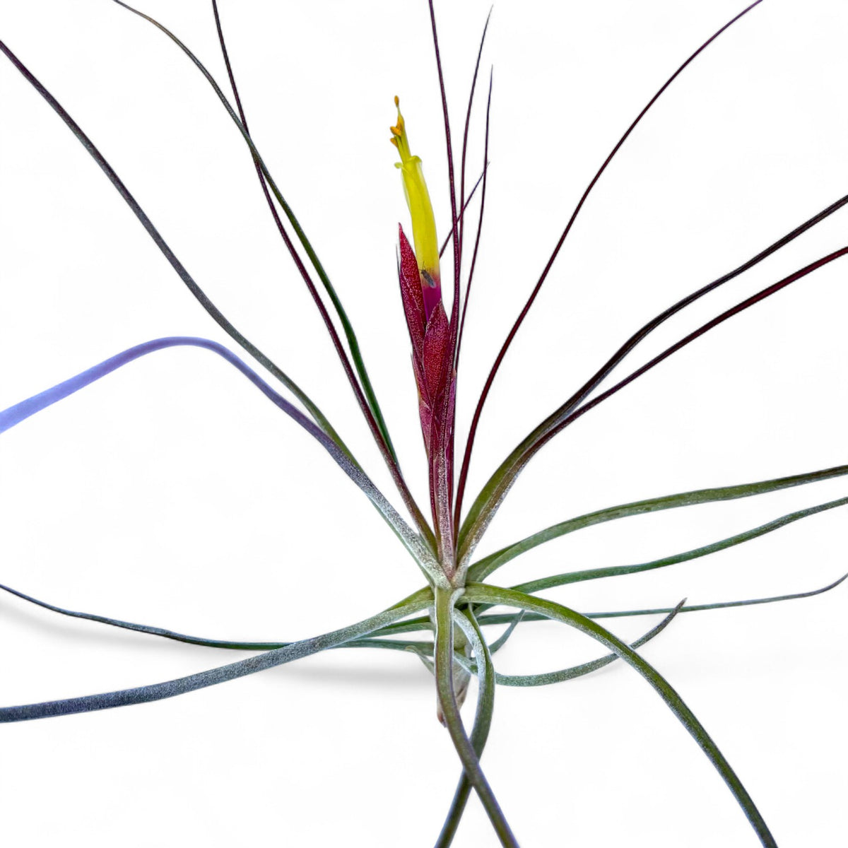 Tillandsia plant with a yellow flower on a white background
