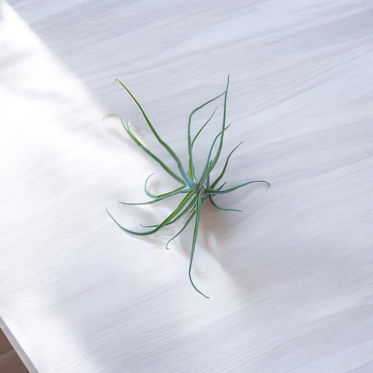 green air plant on a wooden surface