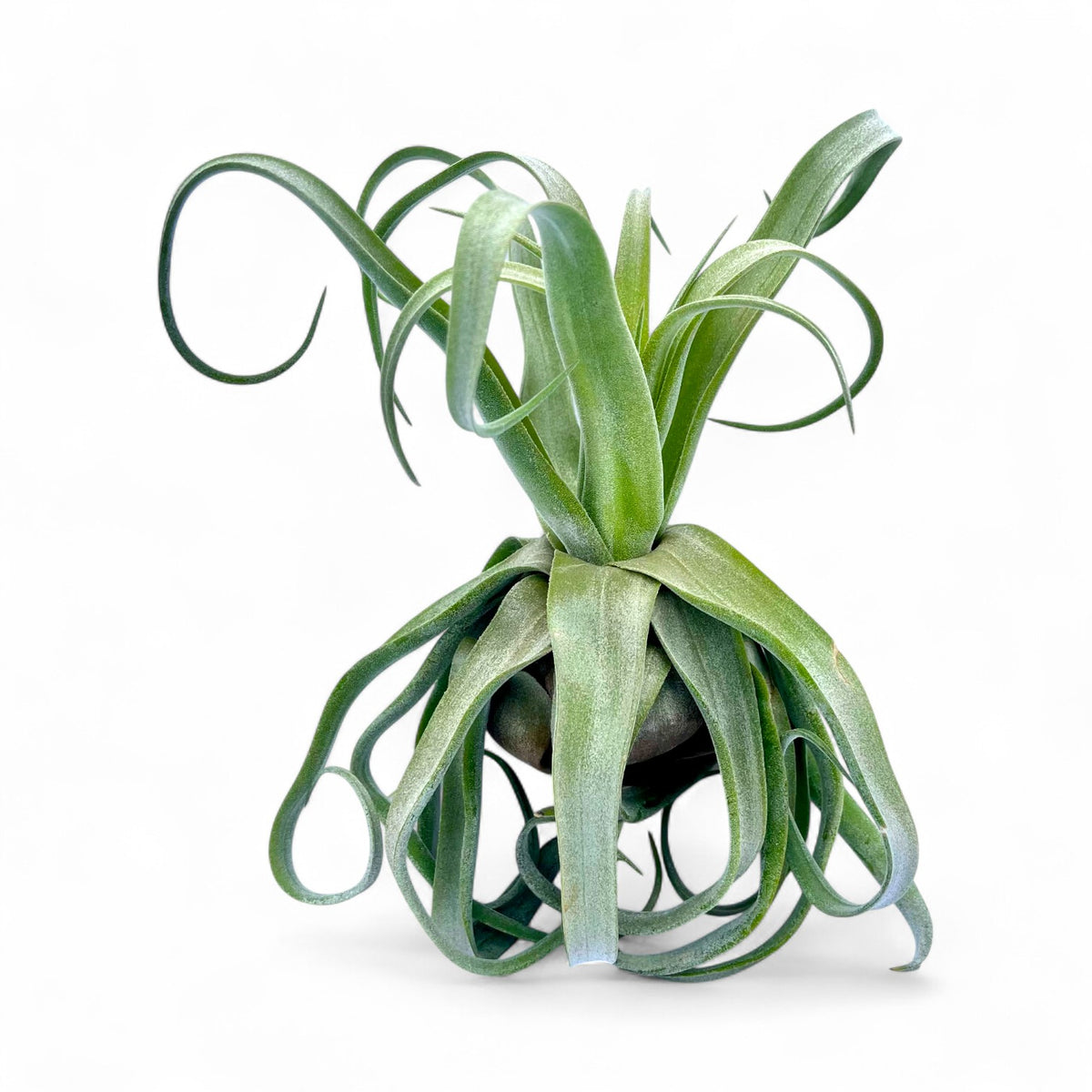 Air plant with long, curved leaves on a white background