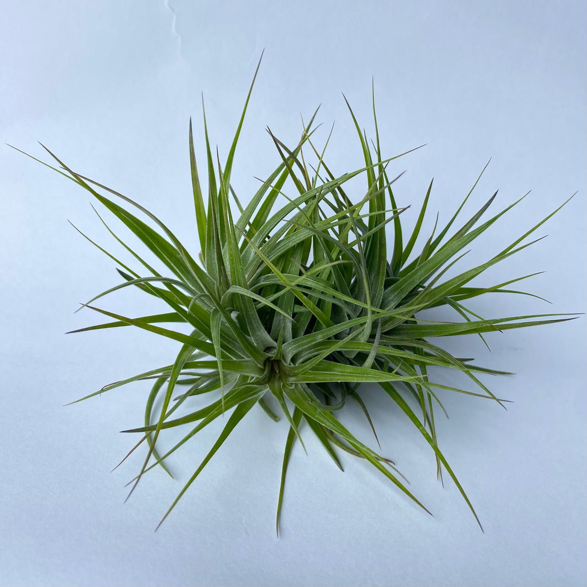 air plant with green grass like leaves on a white surface