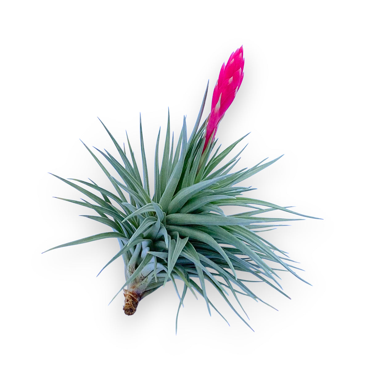 Green air plant with a pink flower on a white background