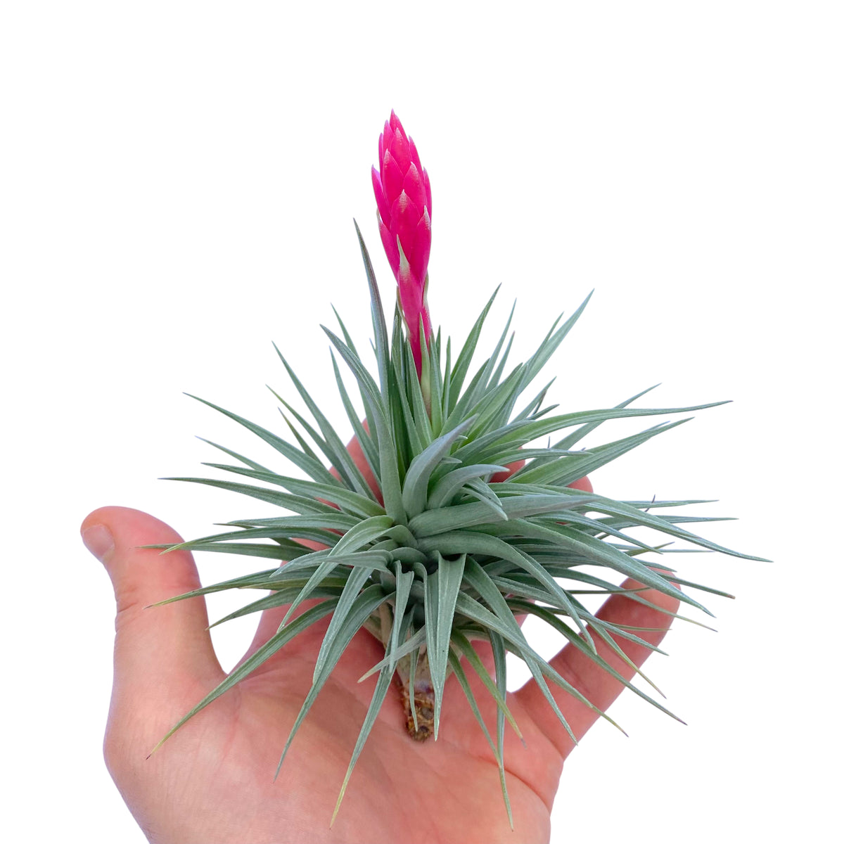 Hand holding a Tillandsia plant with a pink flower on a white background