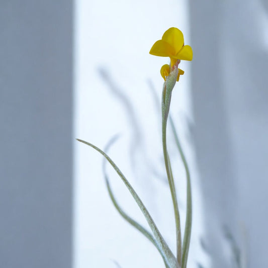 close up of yellow air plant flower