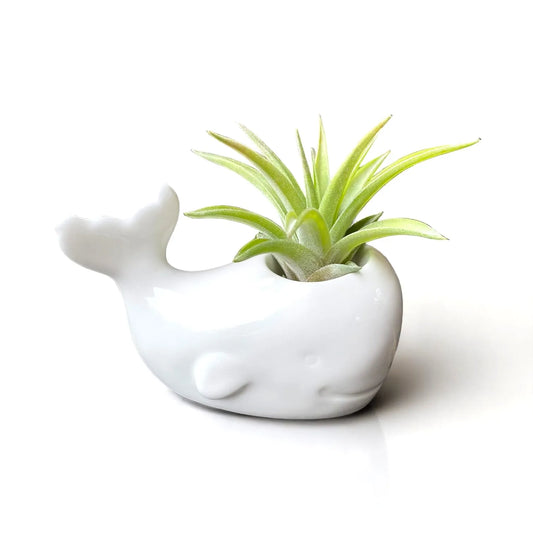 white ceramic whale tillandsia air plant display coastal decor