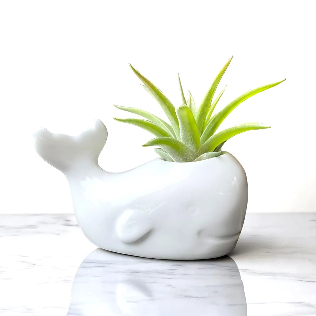 white ceramic whale tillandsia air plant display coastal decor