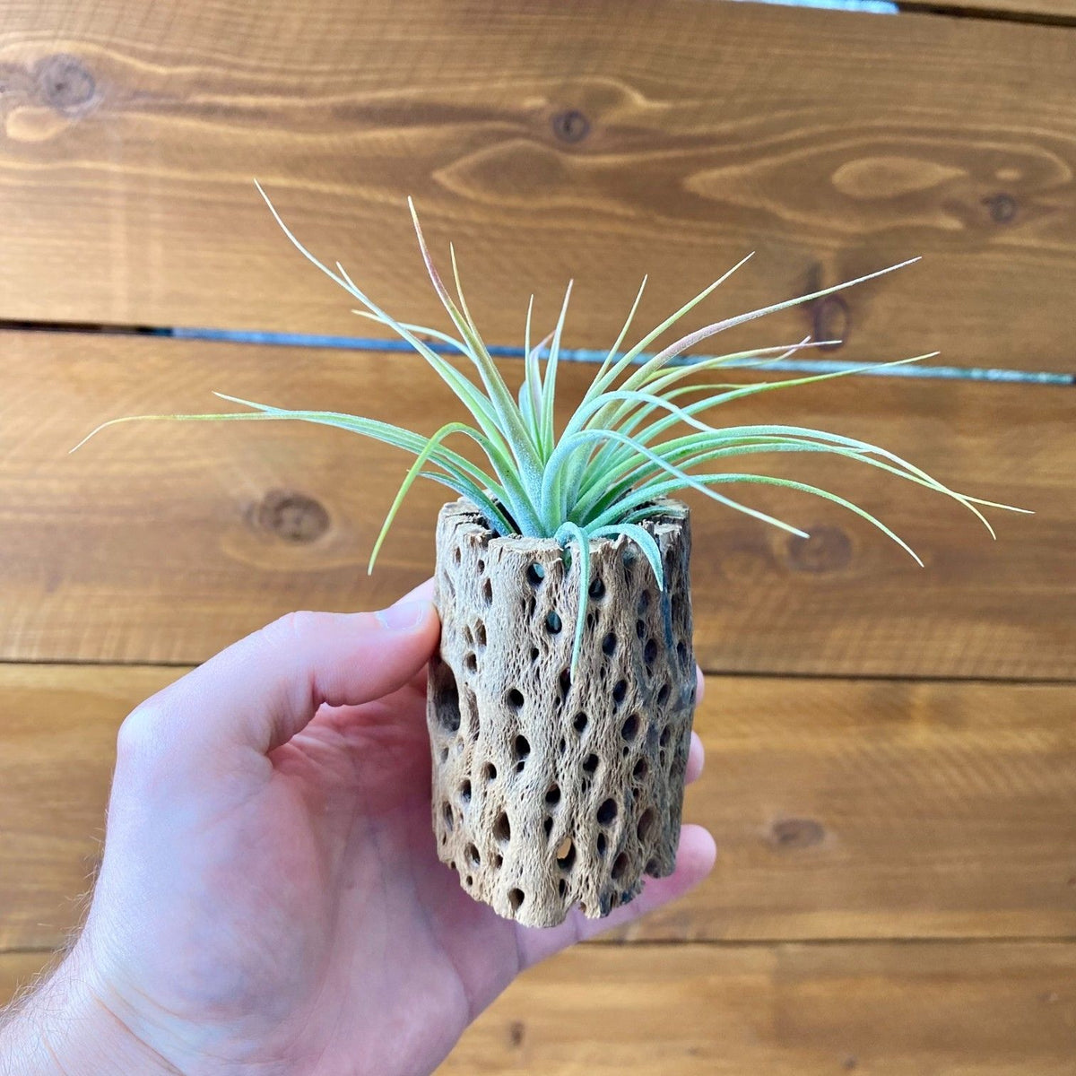 cholla cactus wood tillandsia air plant display
