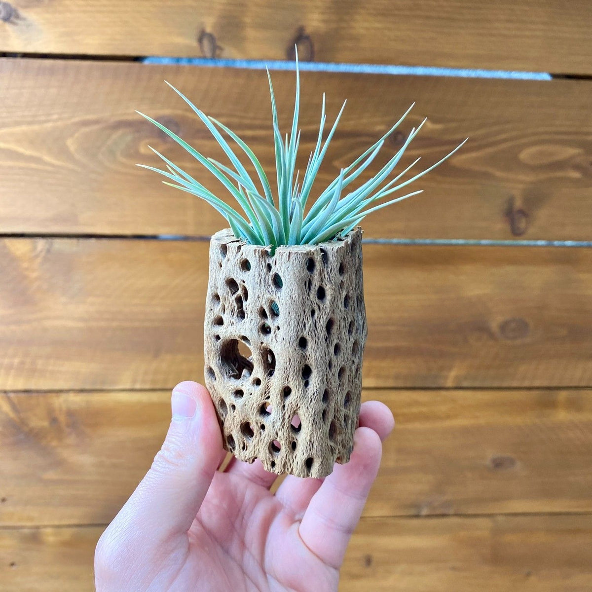 cholla cactus wood tillandsia air plant display