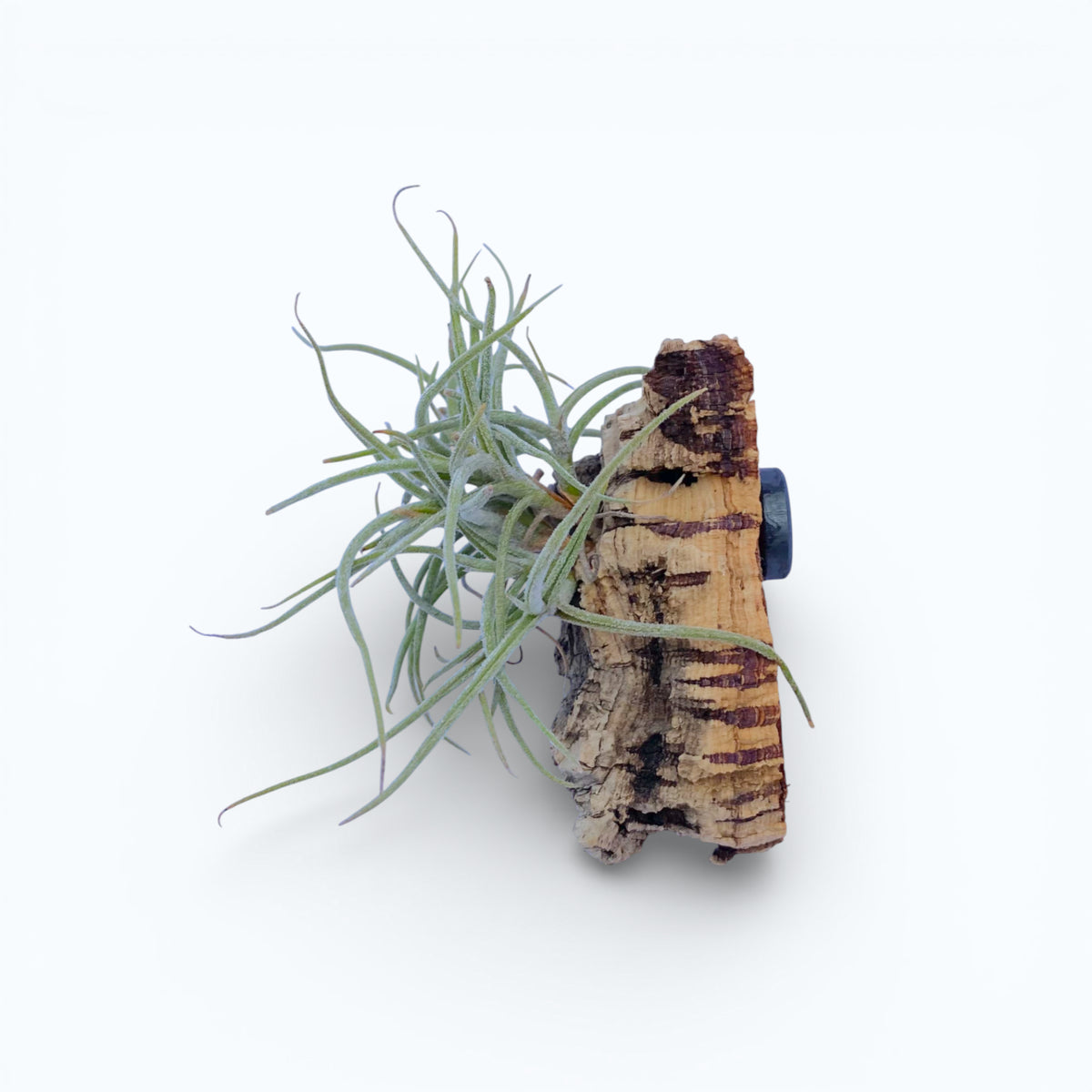 Tillandsia air plant attached to a piece of cork bark on a white background