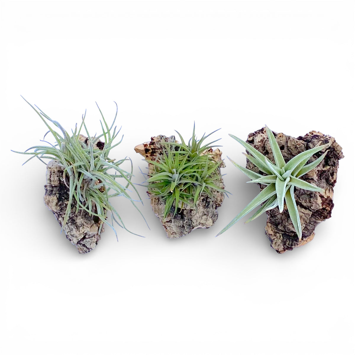 Three air plants on cork bark chunks against a white background
