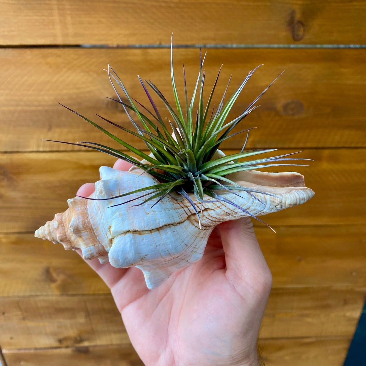 Large Fox Shell tillandsia air plant display coastal decor