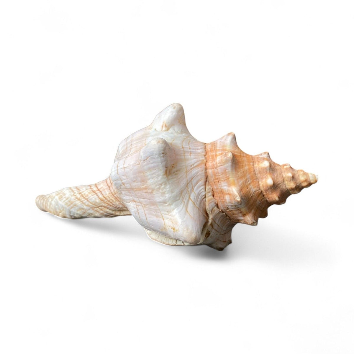 Large Fox Shell tillandsia air plant display coastal decor