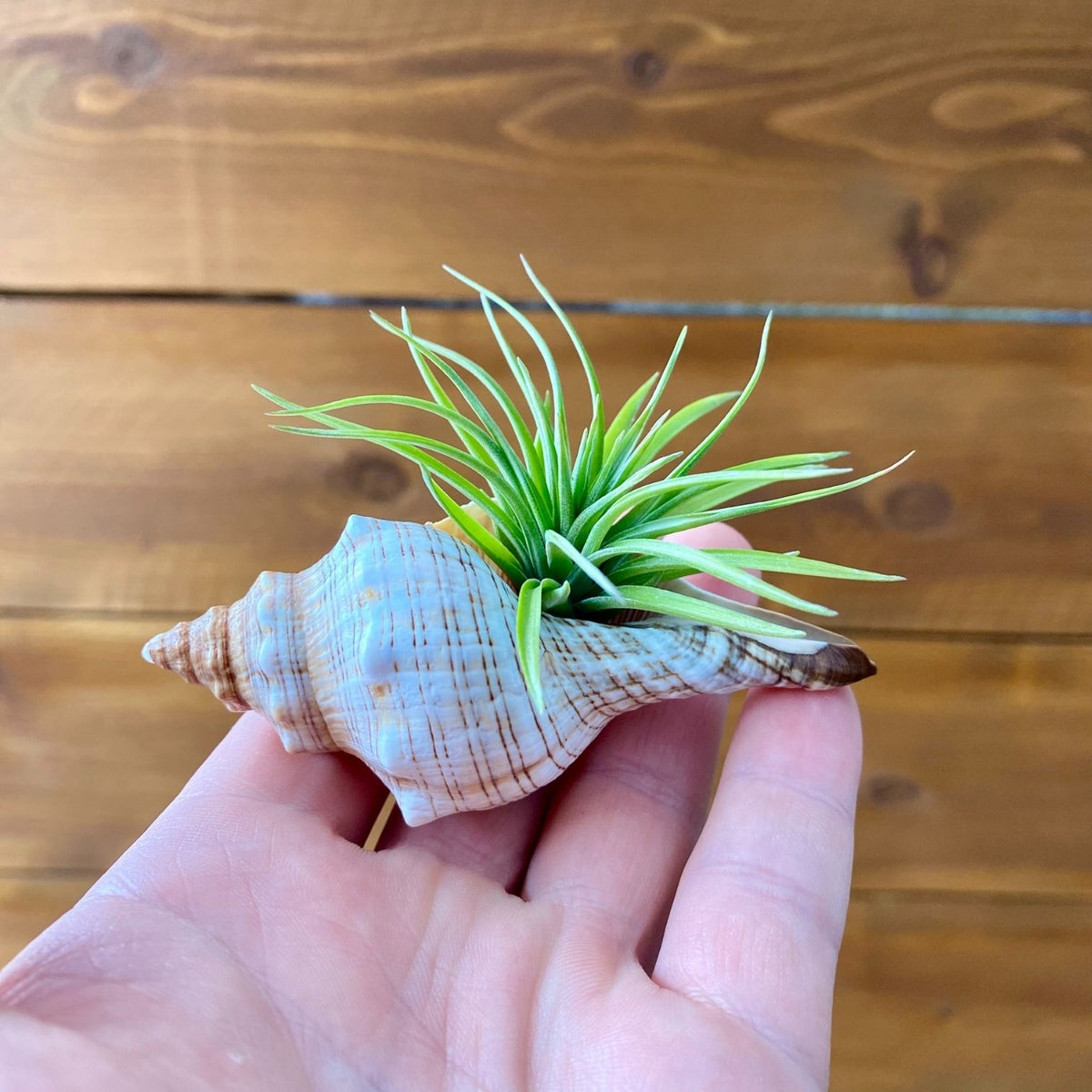 Small Fox Shell Tillandsia air plant display coastal decor