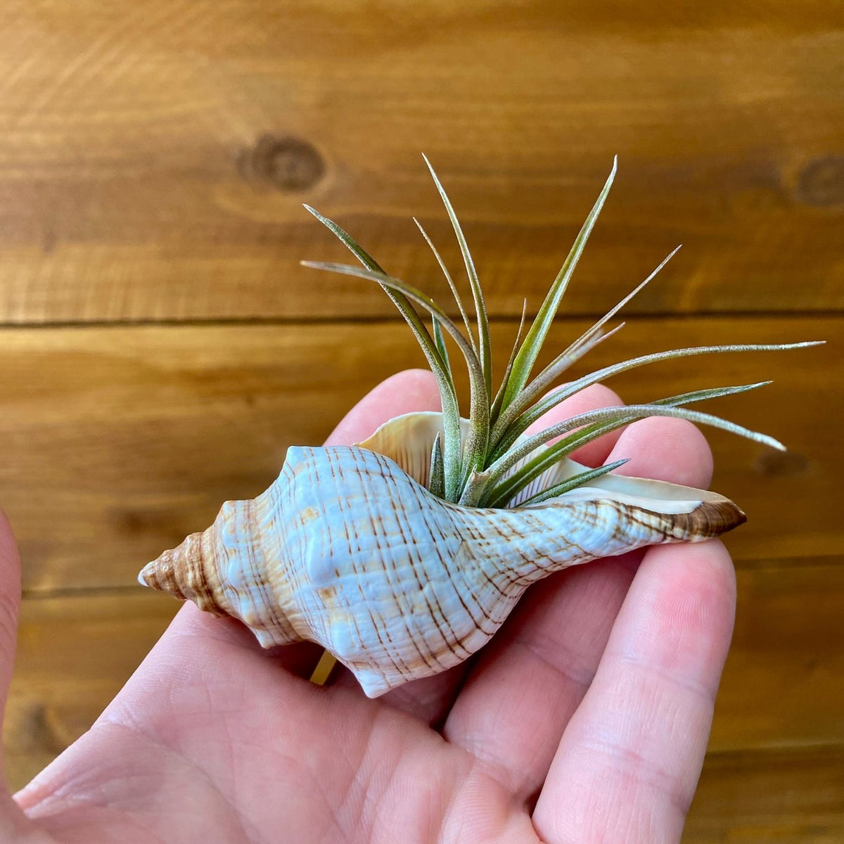 Small Fox Shell Tillandsia air plant display coastal decor
