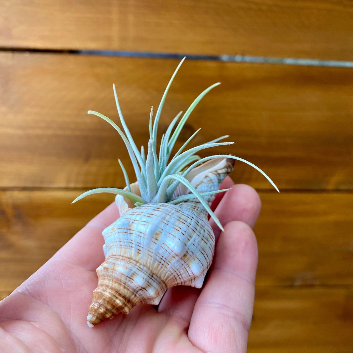 Small Fox Shell Tillandsia air plant display coastal decor