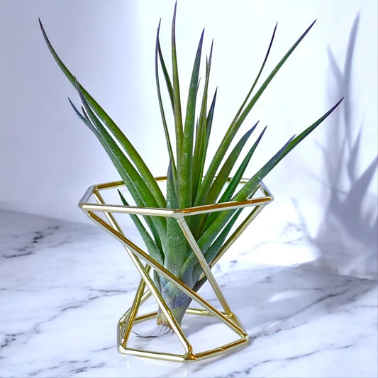 Golden metal tillandsia geometric air plant holder
