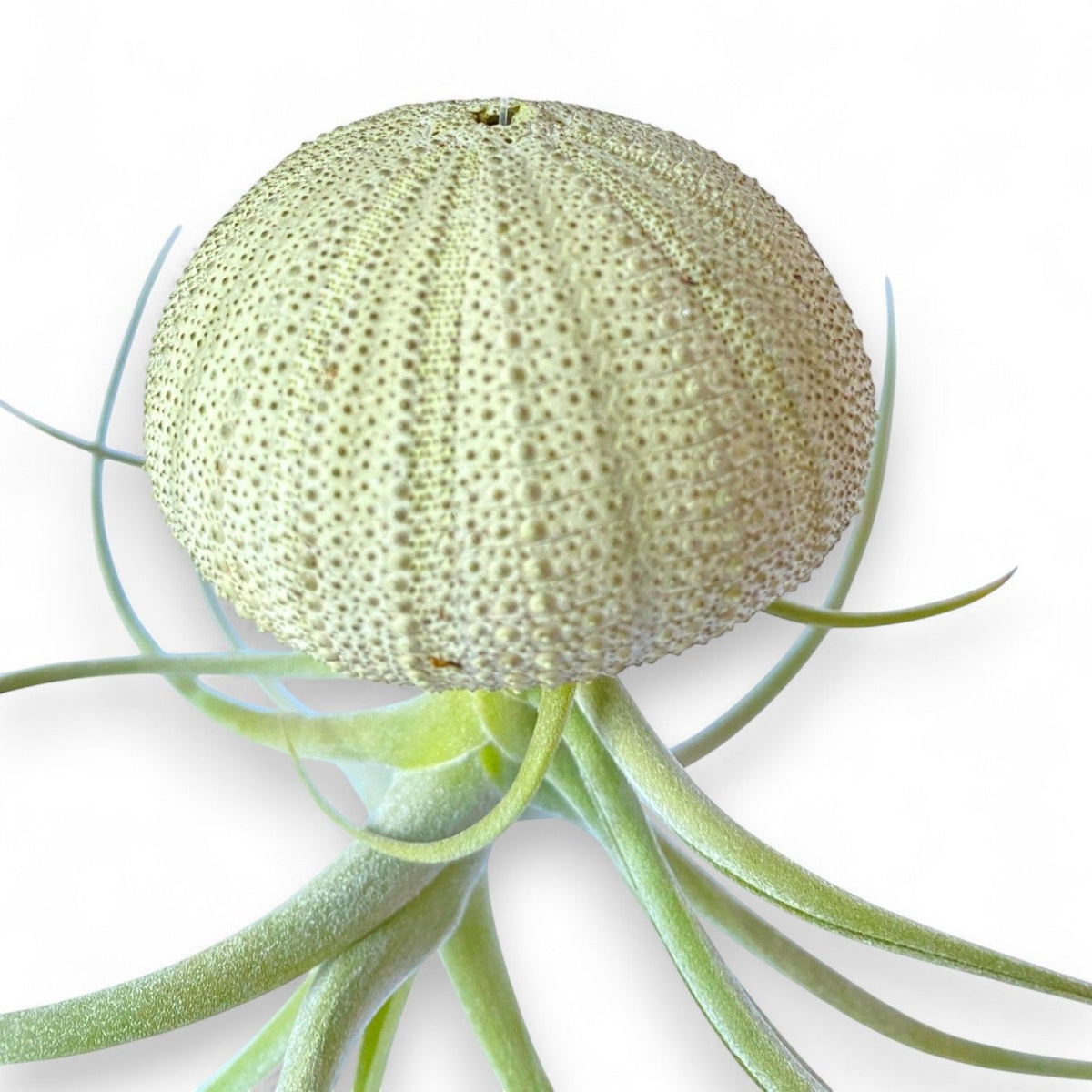 Hanging Air Plant Jellyfish (Green Urchin)
