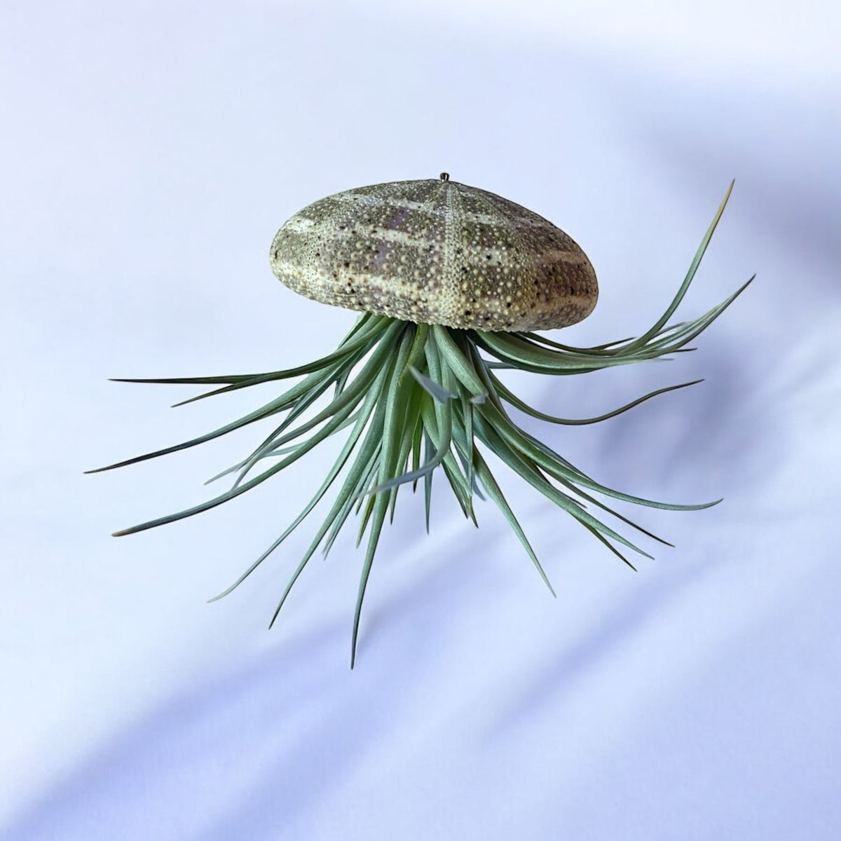 A hanging air plant jellyfish display with a brown Alfonso Urchin shell and green plant leaves against a white background.