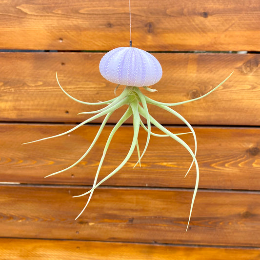 Hanging air plant with purple shell against a wooden background