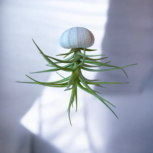 hanging air plant jellyfish purple urchin