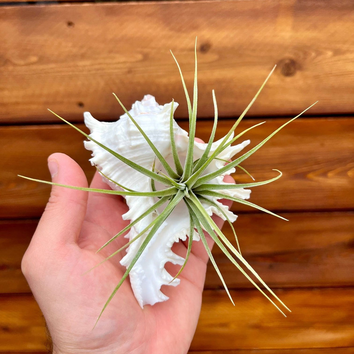 Medium white ramosa murex shell tillandsia air plant display coastal decor