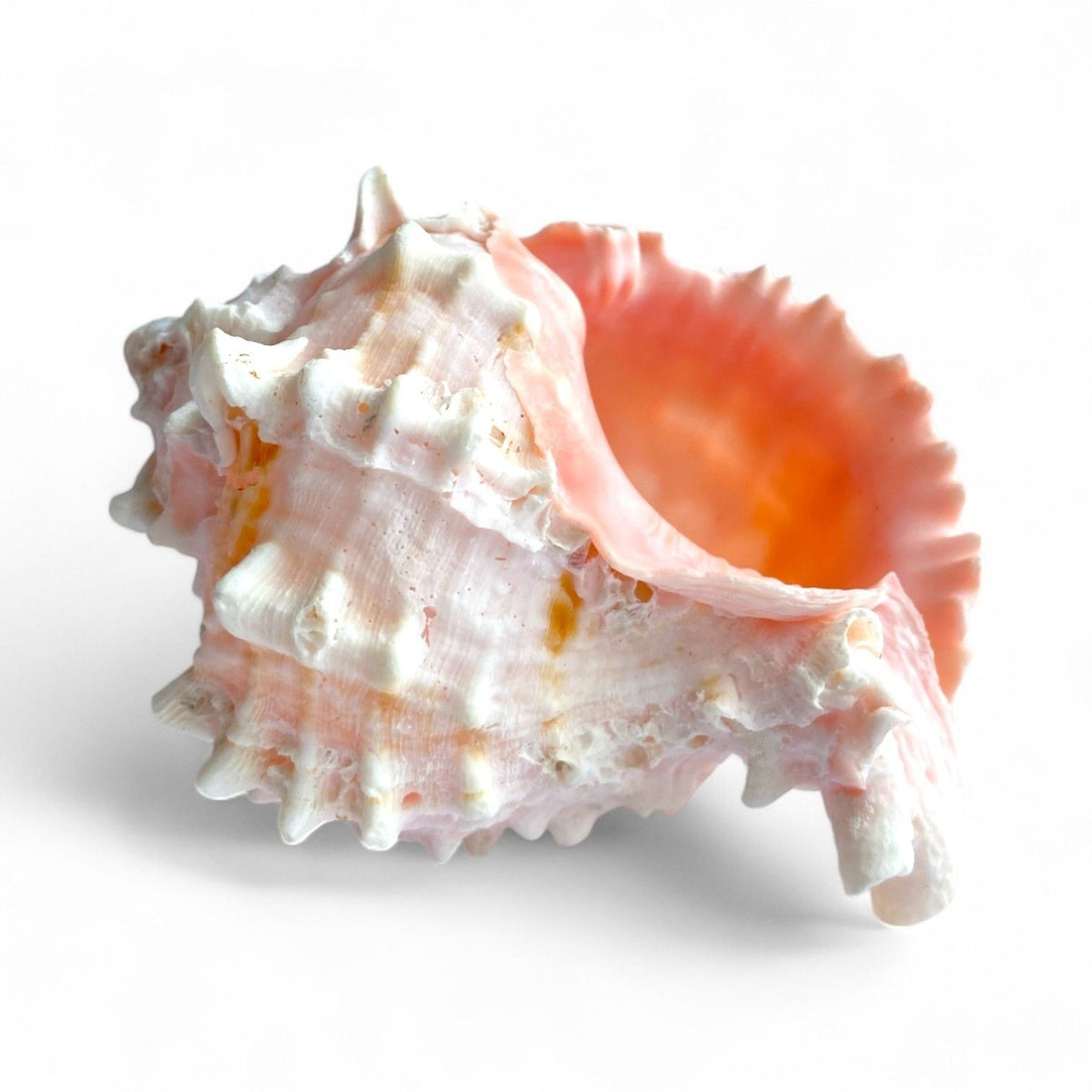 Close-up of a white and pink shell on a white background