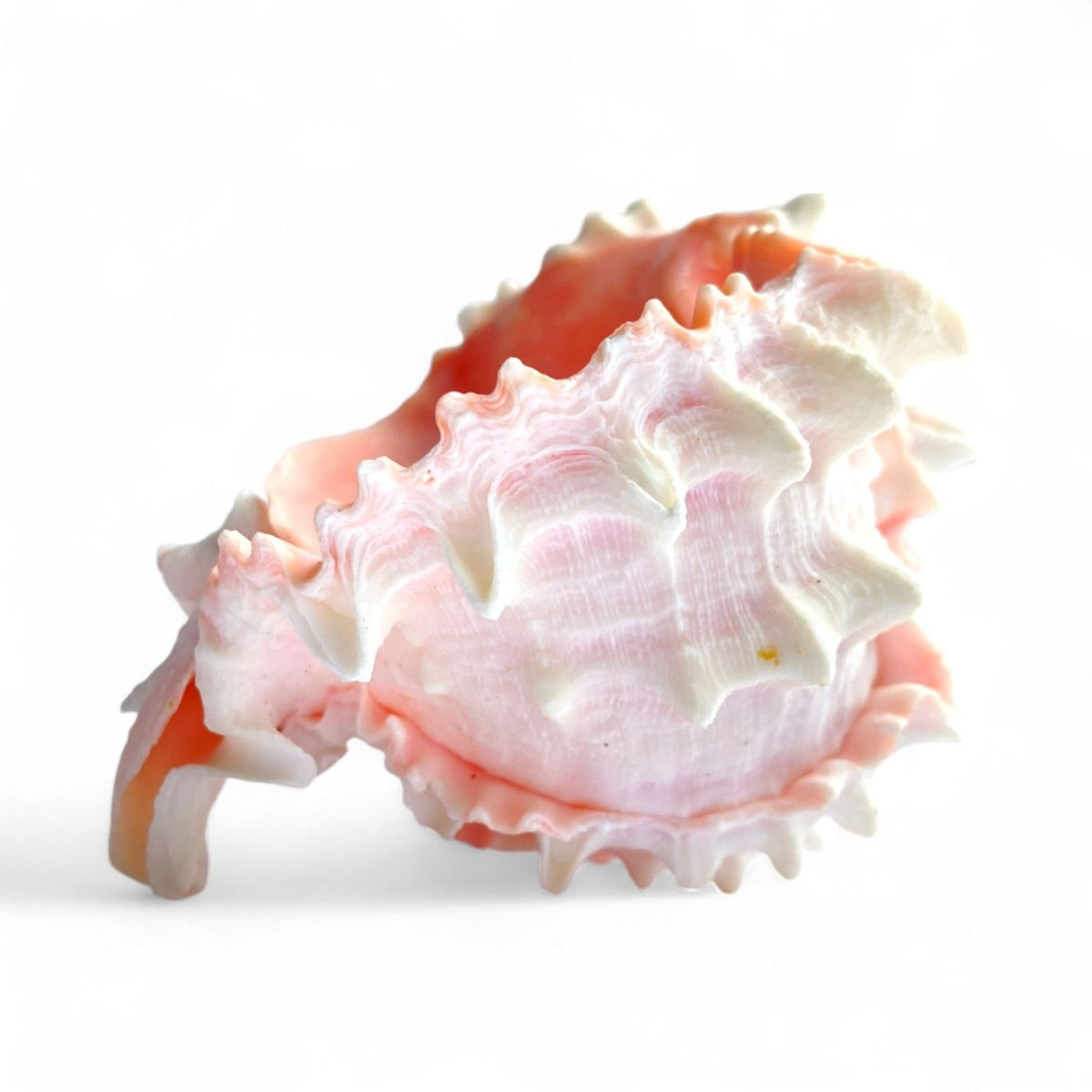 Close-up of a pink and white shell on a white background