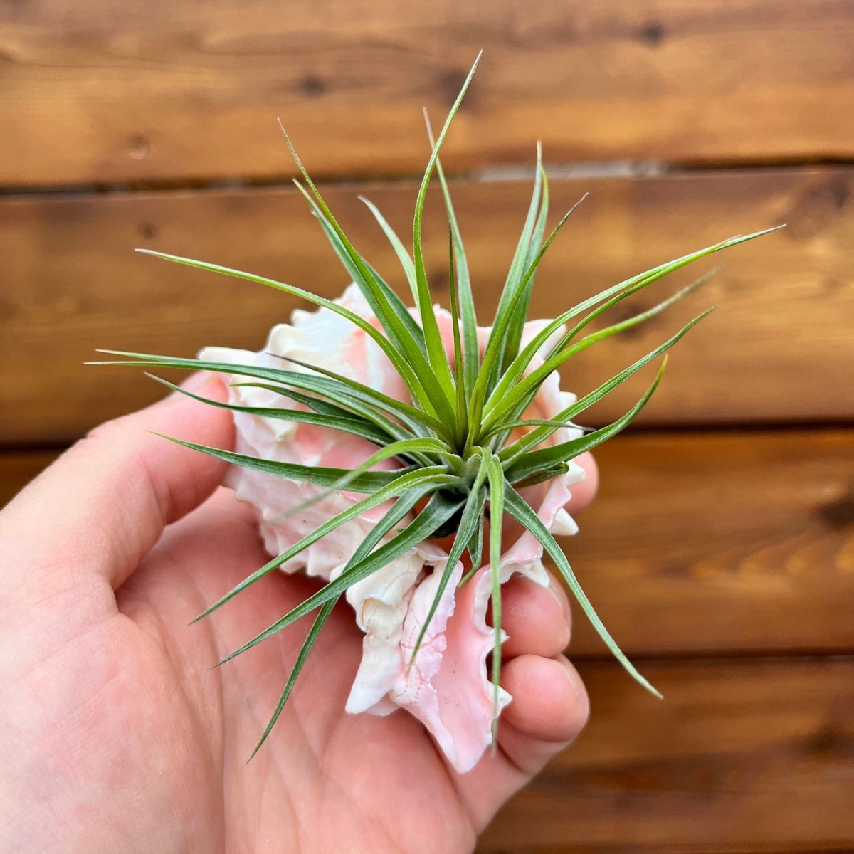 Hand holding a green air plant on a pink shell against a wooden background