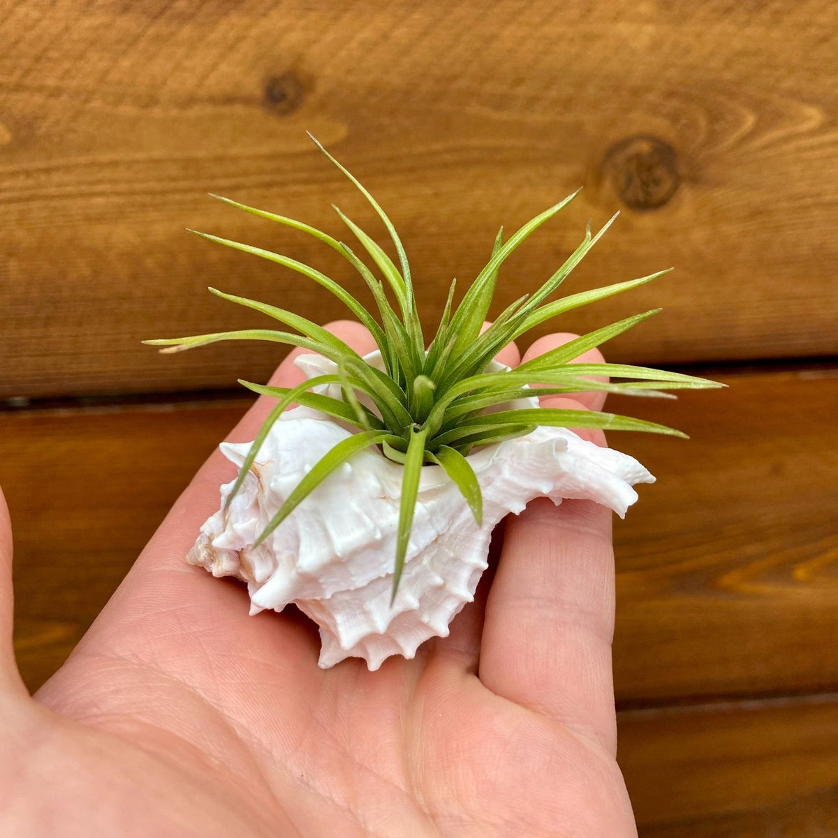 small pink murex shell tillandsia air plant display coastal decor