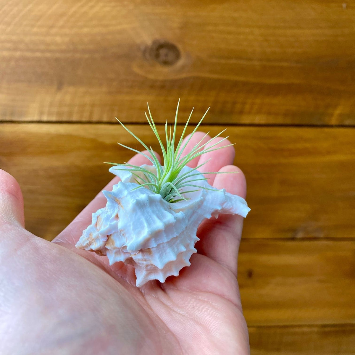 small pink murex shell tillandsia air plant display coastal decor