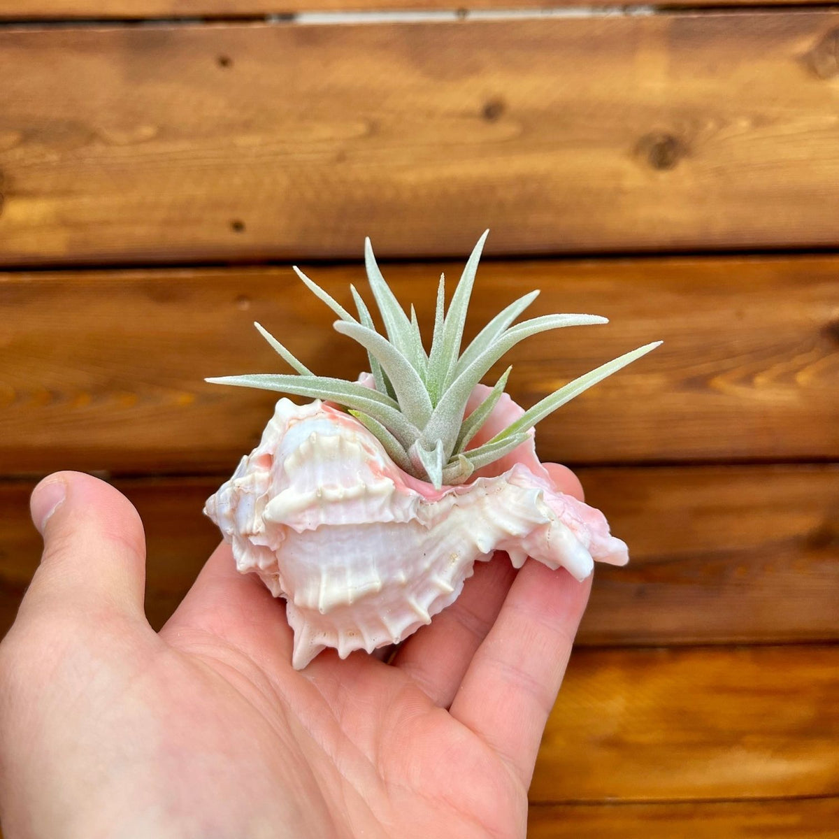 small pink murex shell tillandsia air plant display coastal decor