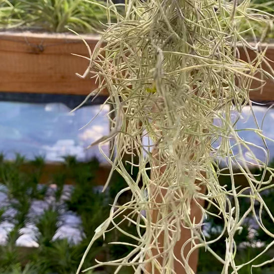 Spanish Moss Air Plant Clump for Sale