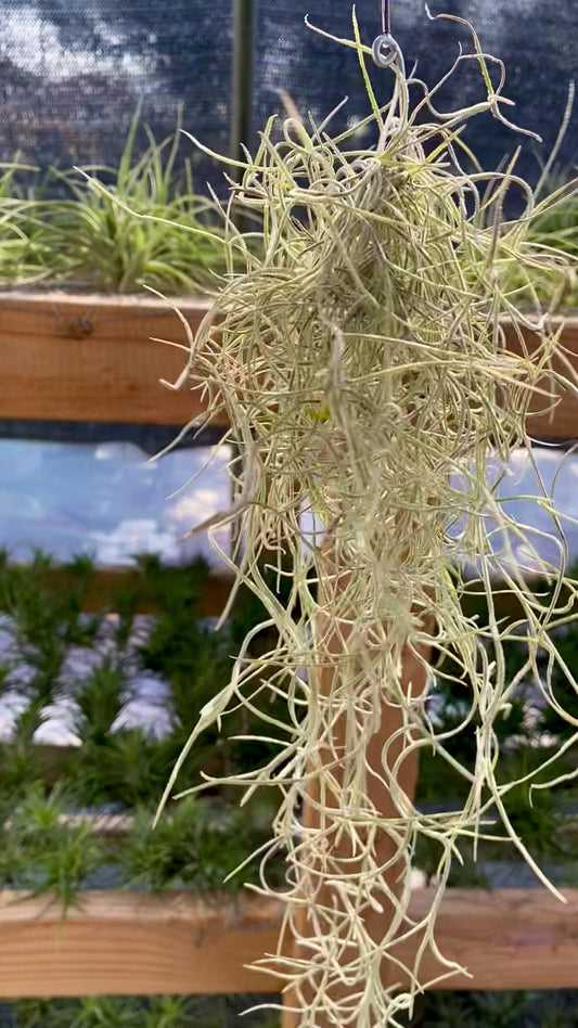 Spanish Moss Air Plant Clump for Sale