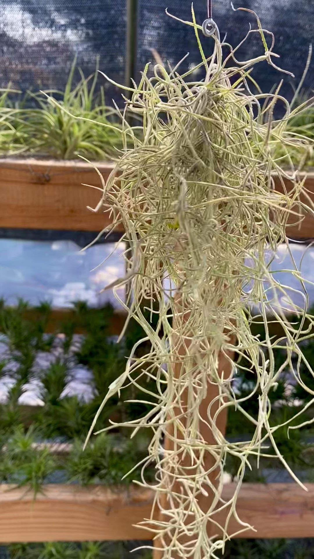 Spanish Moss Air Plant Clump for Sale