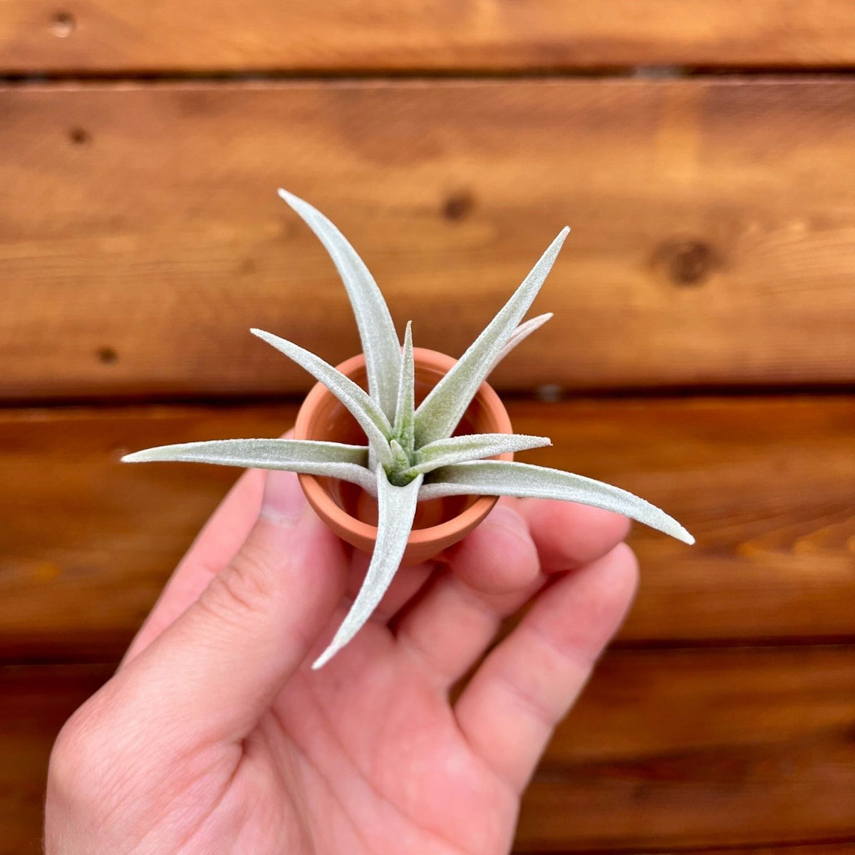 Mini Terracotta pot air plant display