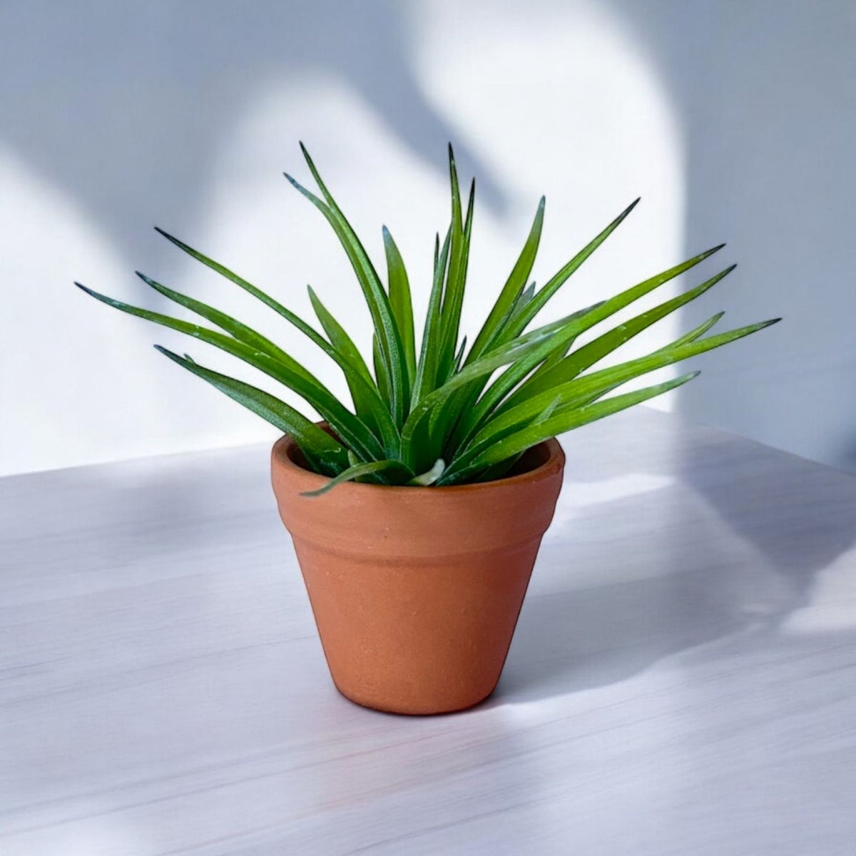 Mini Terracotta pot air plant display
