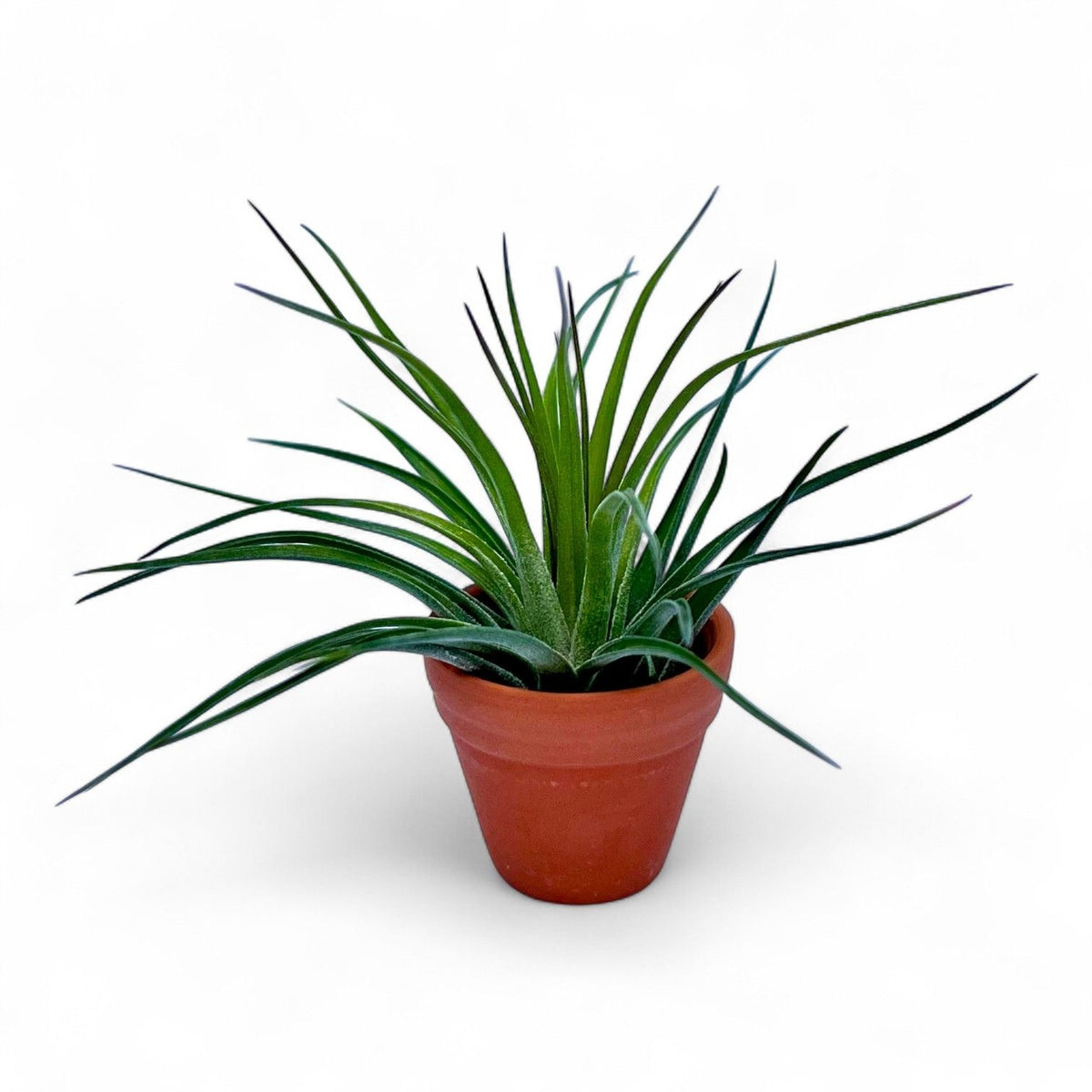Mini Terracotta pot air plant display
