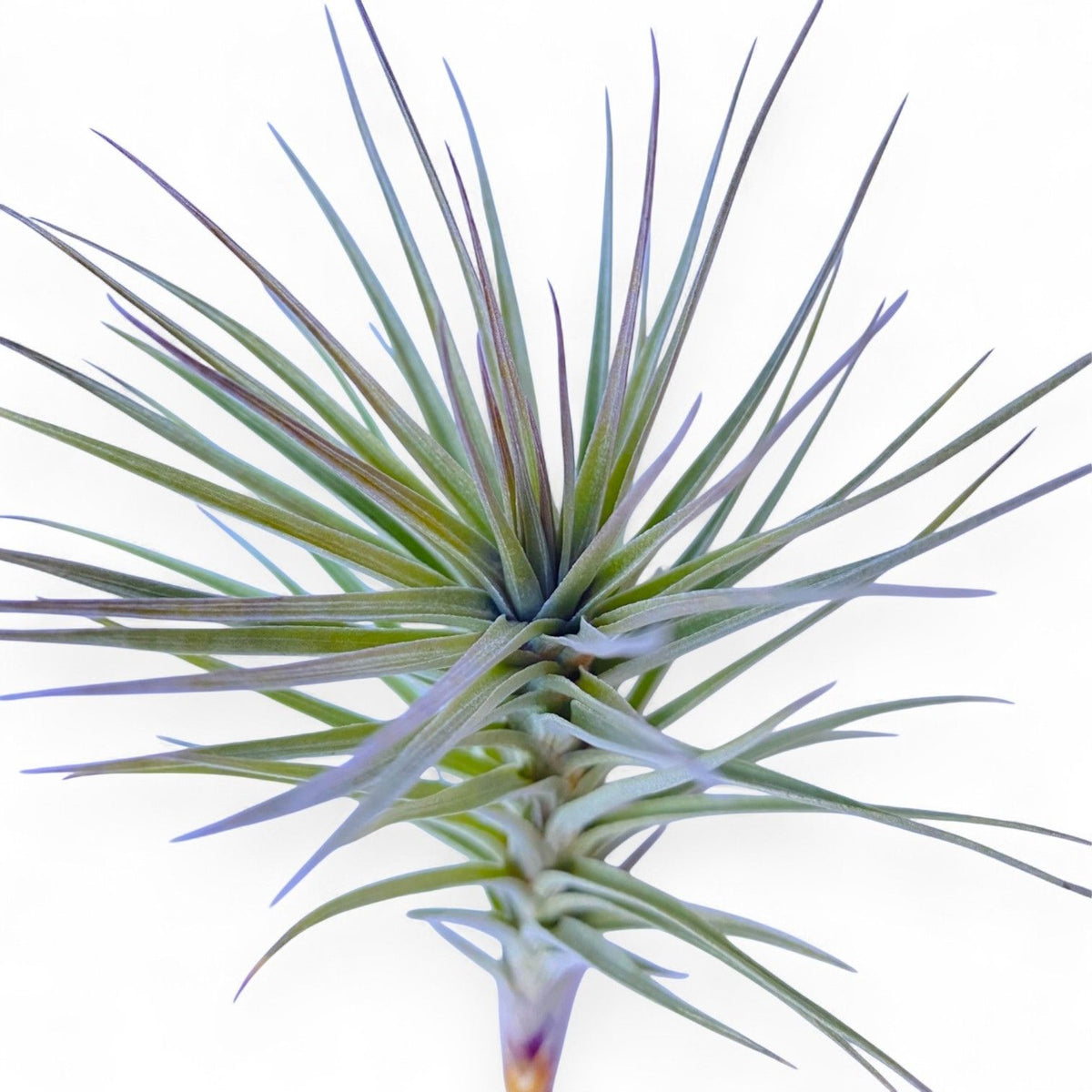 Spiky green plant on a white background
