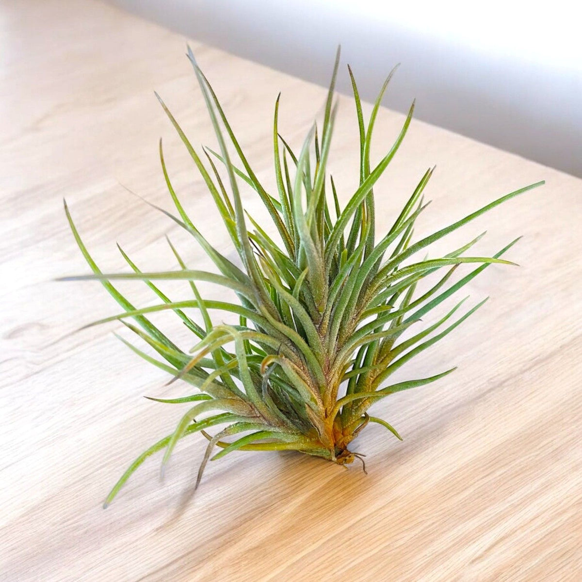 Green air plant on a light wooden surface