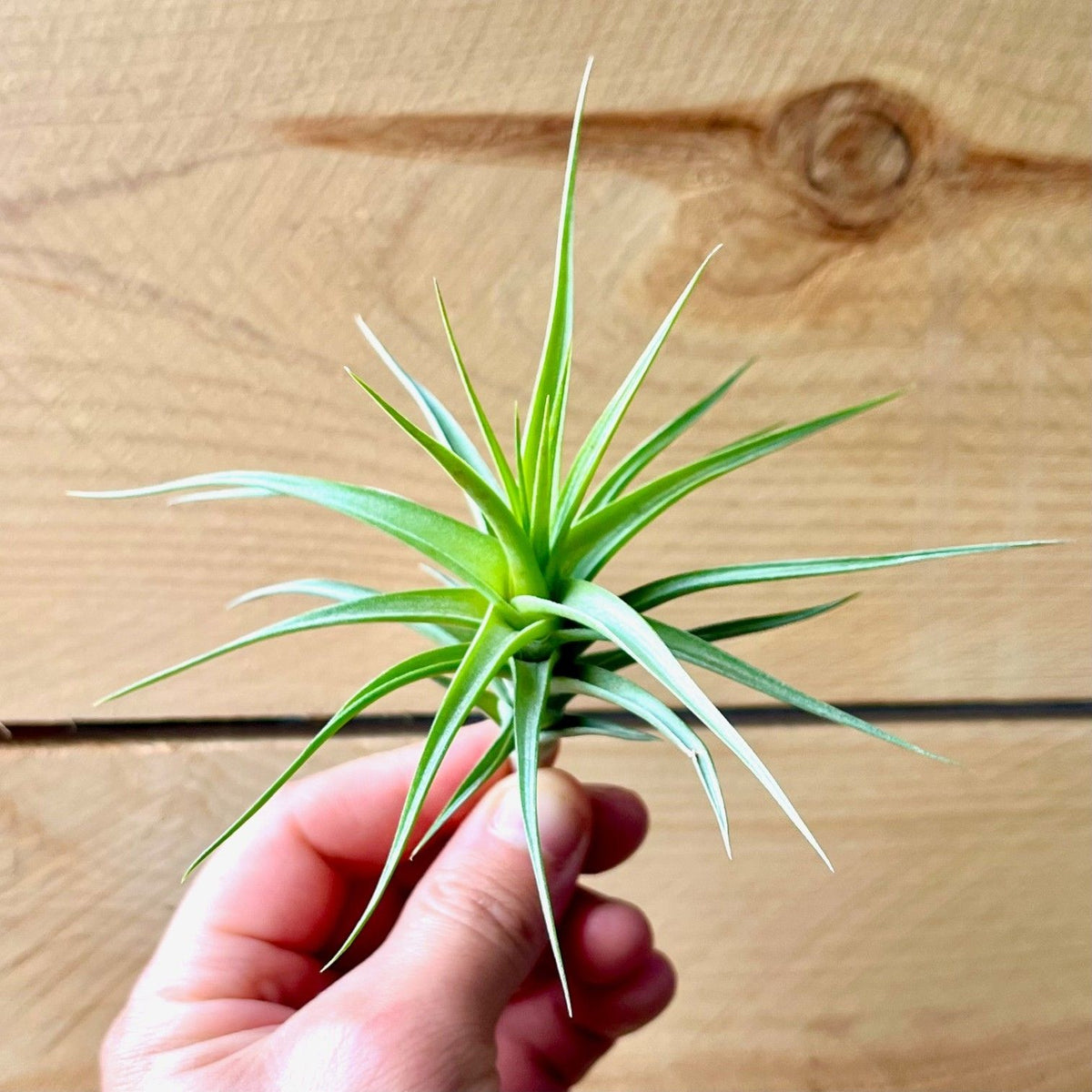 Hand holding a green air plant against a wooden background