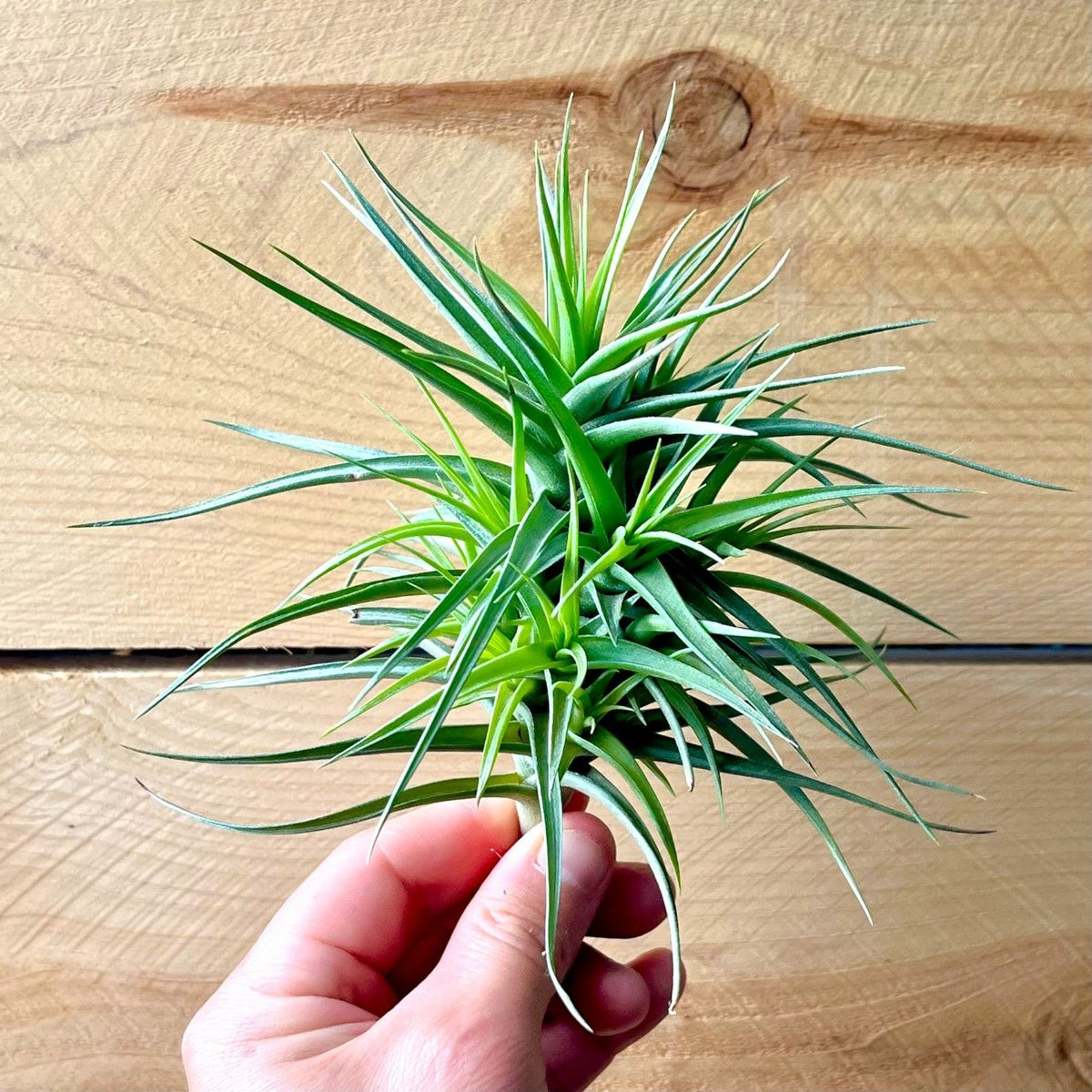 Hand holding a green air plant against a wooden background