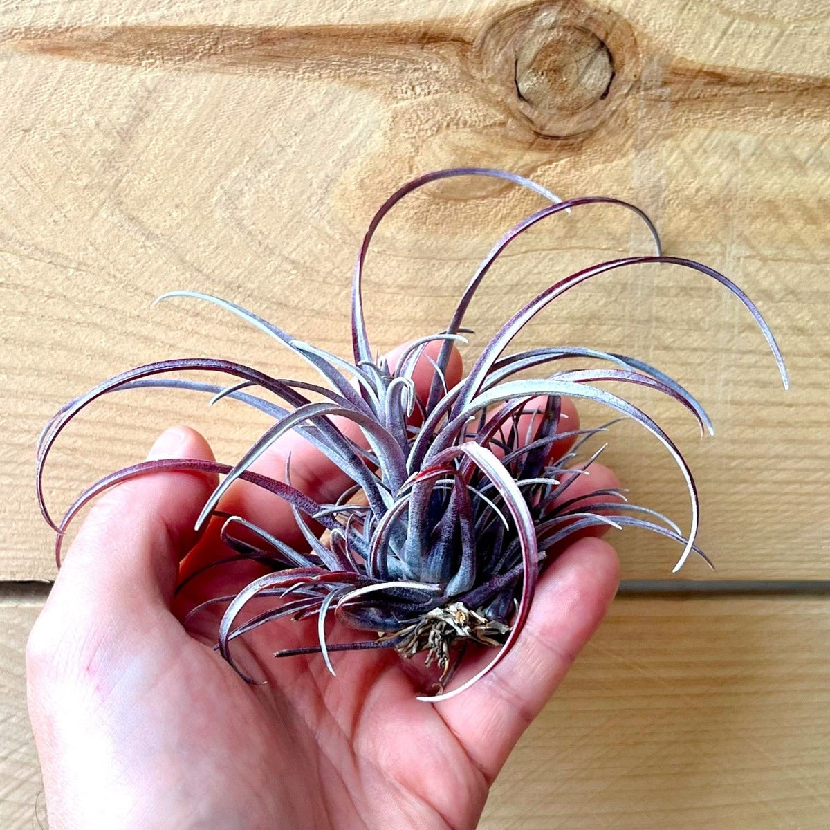 Hand holding a unique air plant against a wooden background