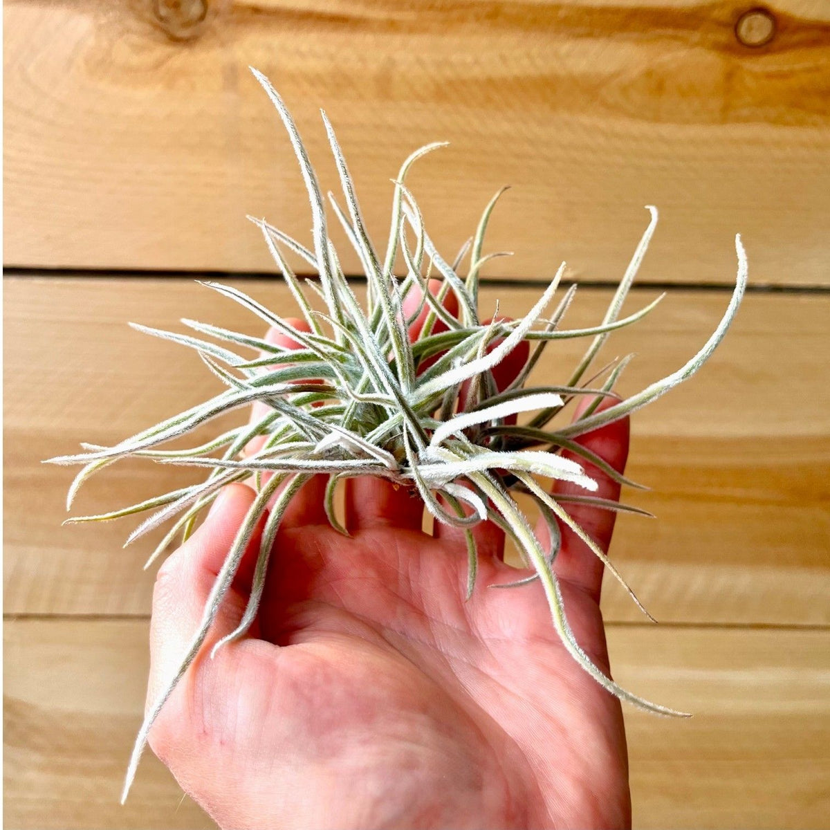 Hand holding a small air plant against a wooden background