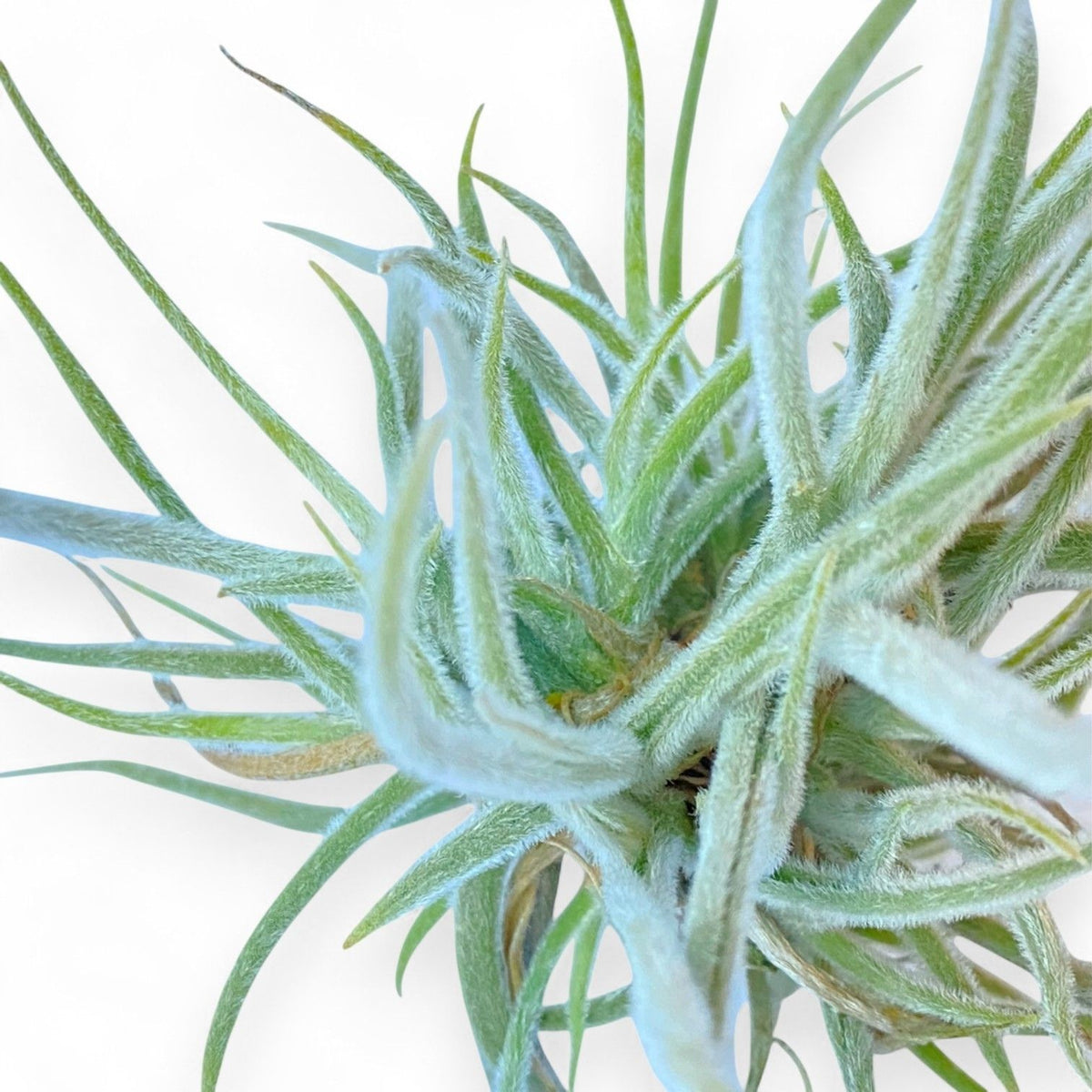 Close-up of a green air plant with a white background