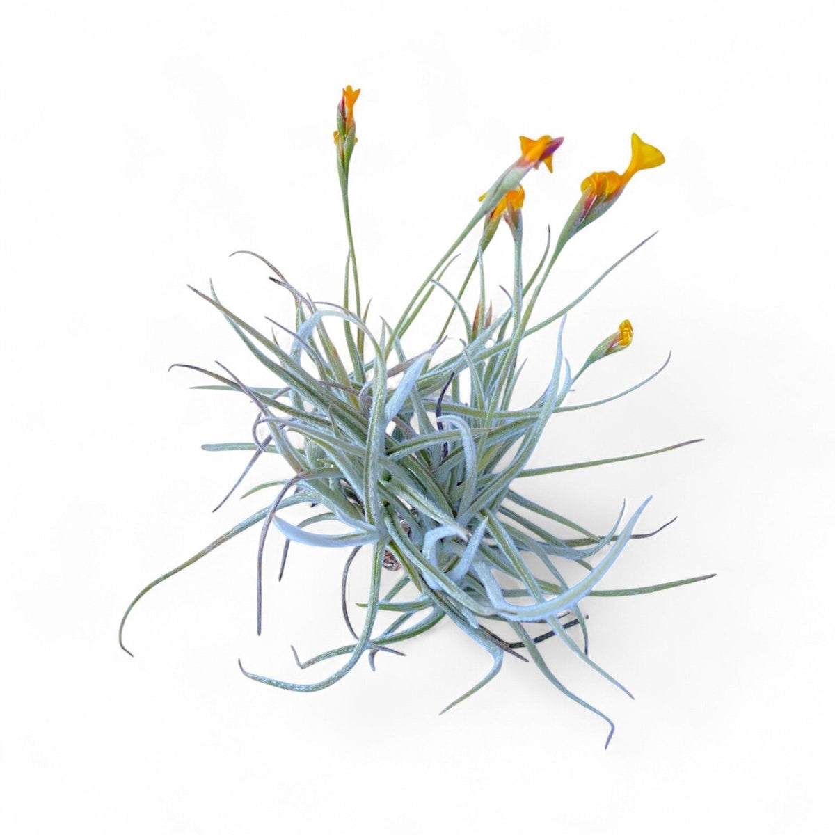 Air plant with yellow flowers on a white background