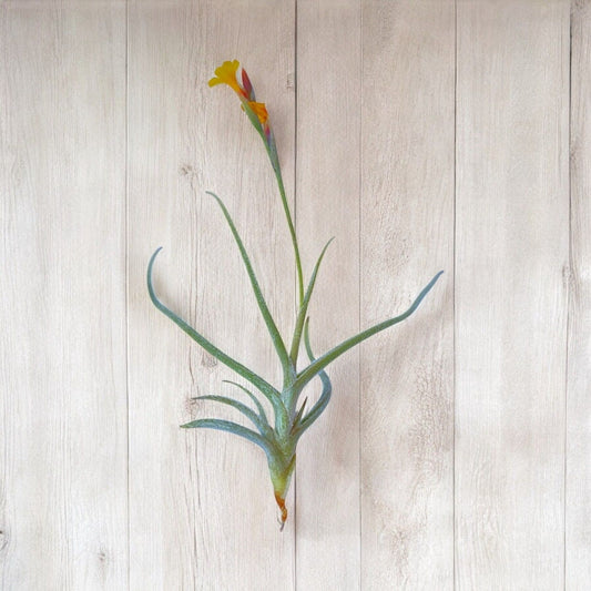 Tillandsia air plant with yellow flowers on a light wooden background