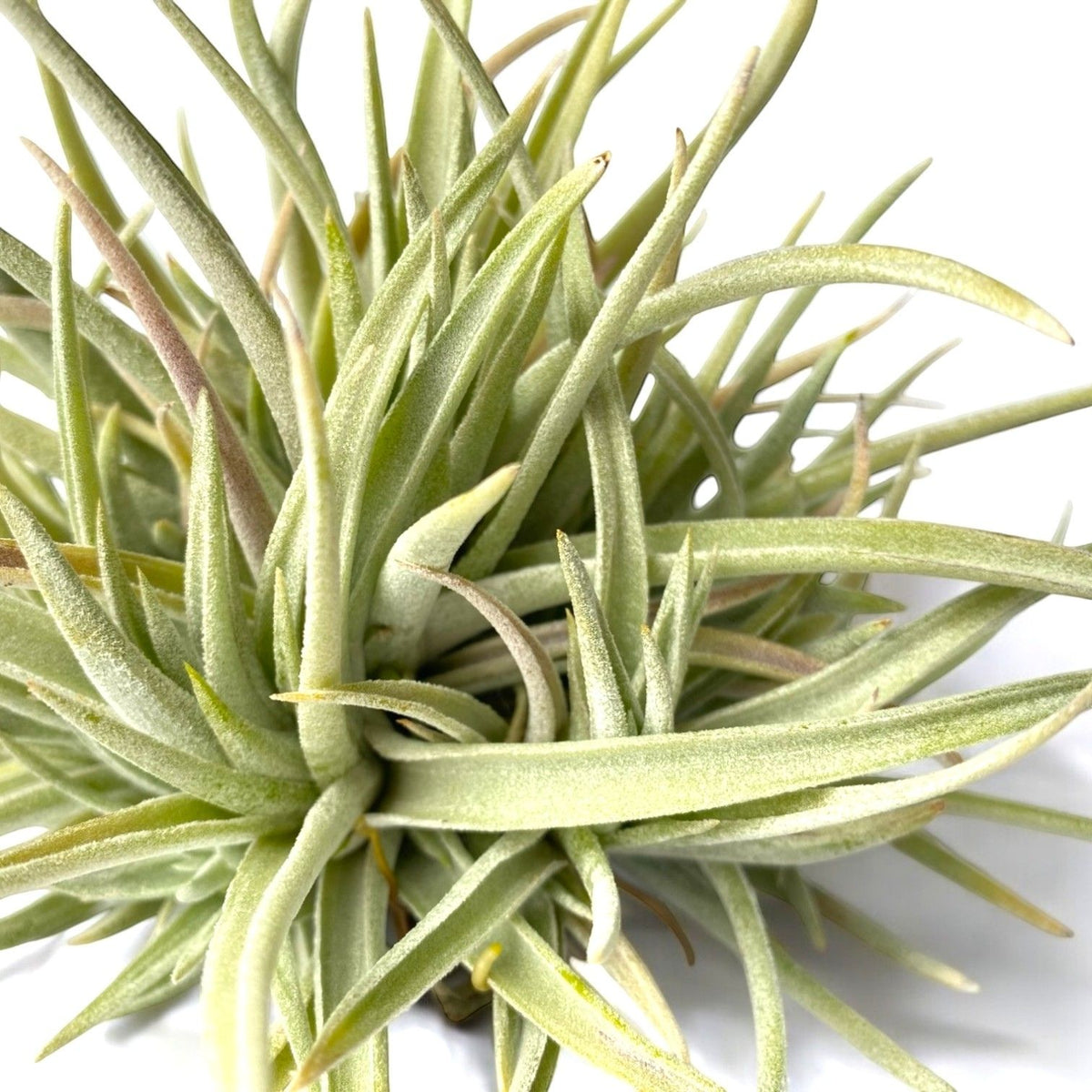 Close-up of a green air plant on a white background