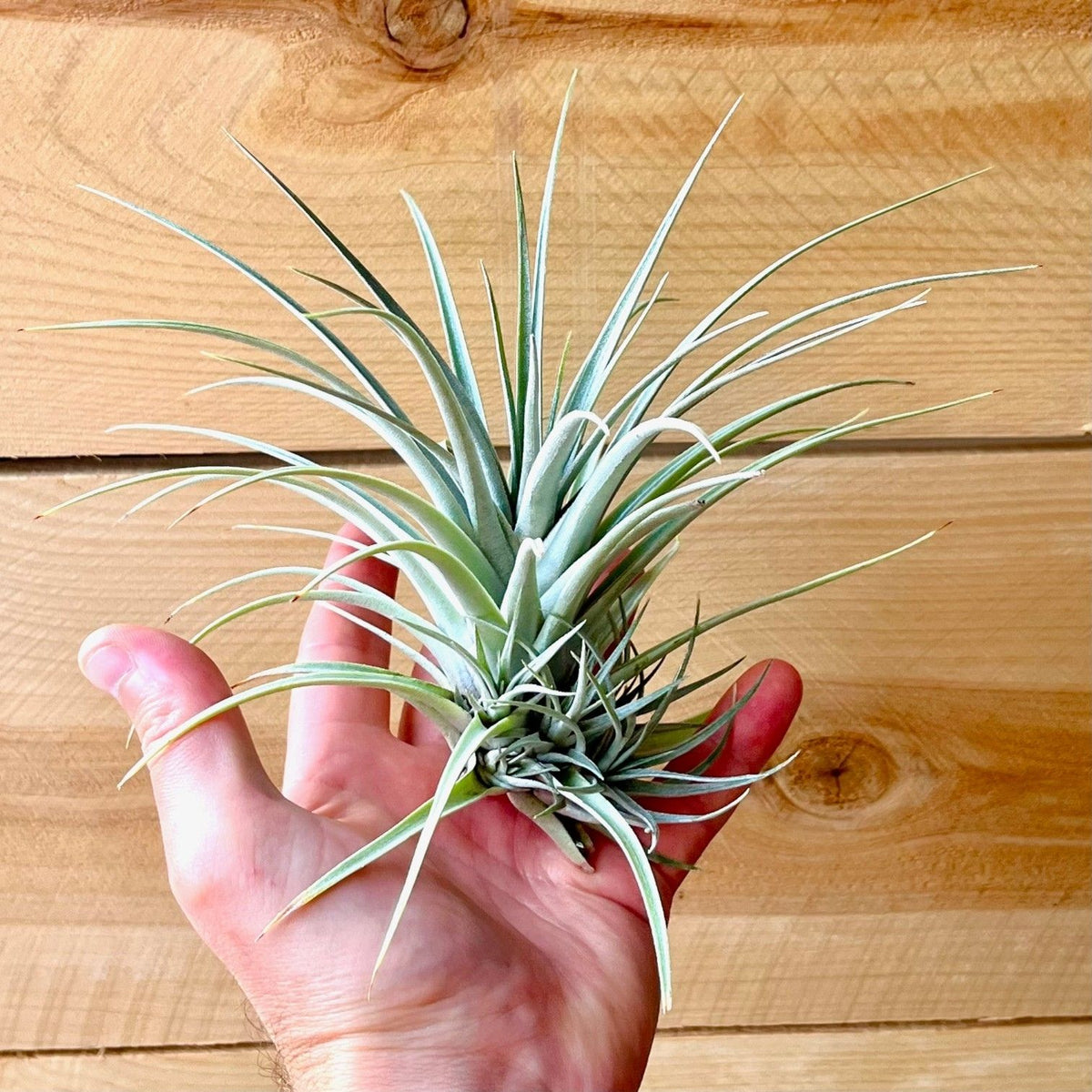 Hand holding a small air plant against a wooden background