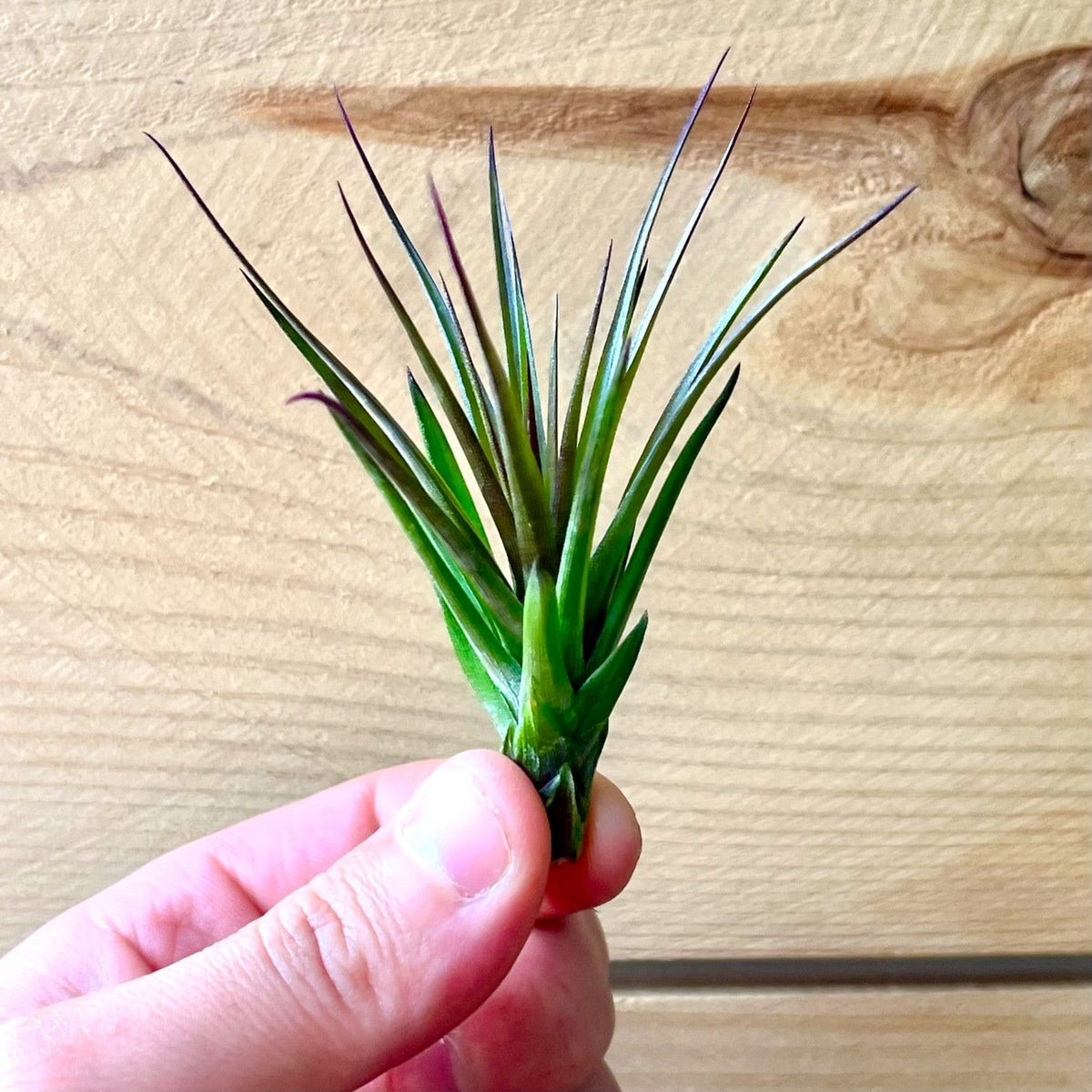 Hand holding a small green plant against a wooden background