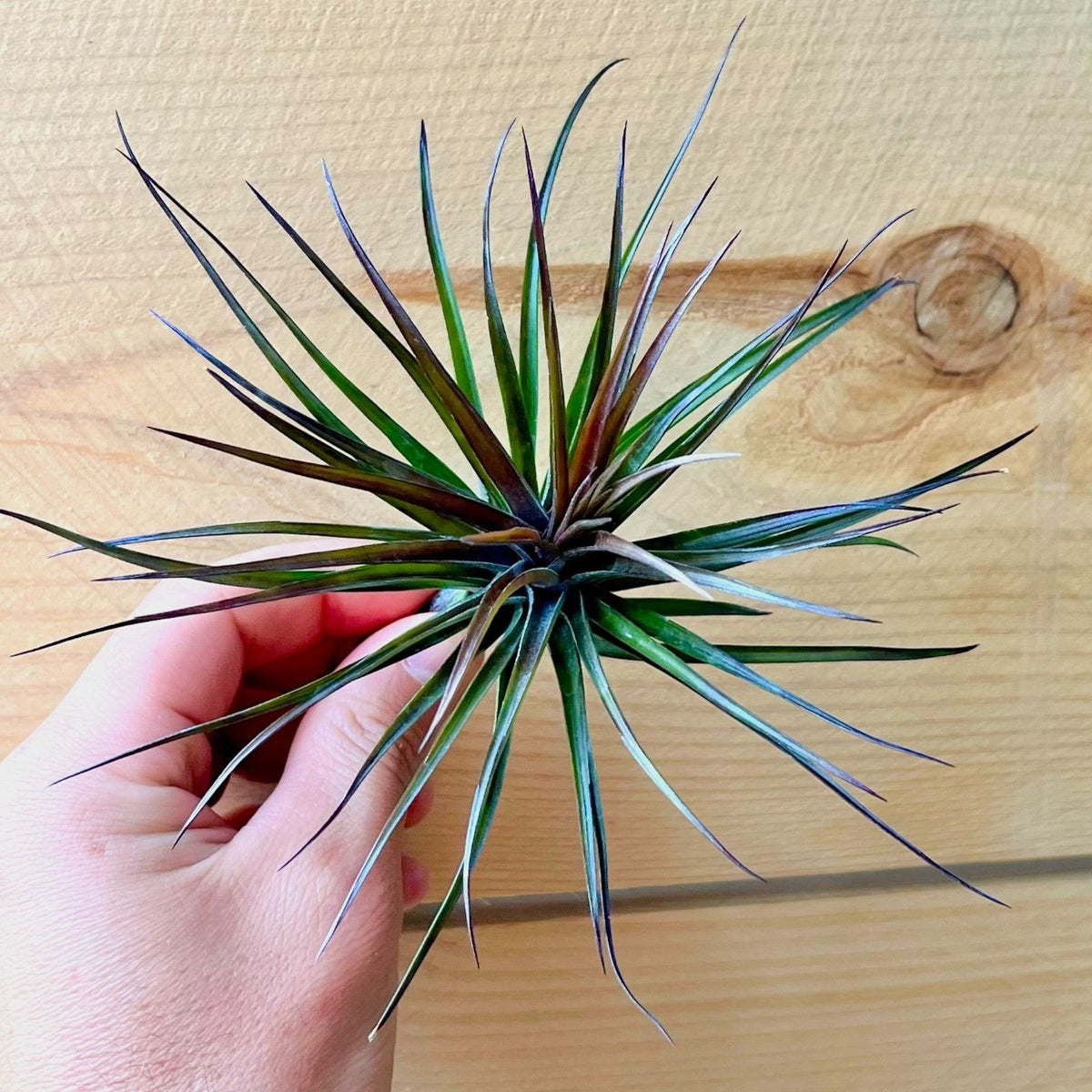 Hand holding an air plant against a wooden background