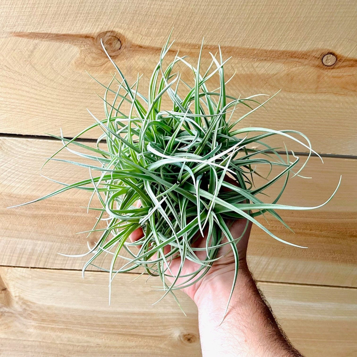Hand holding a air plant against a wooden background